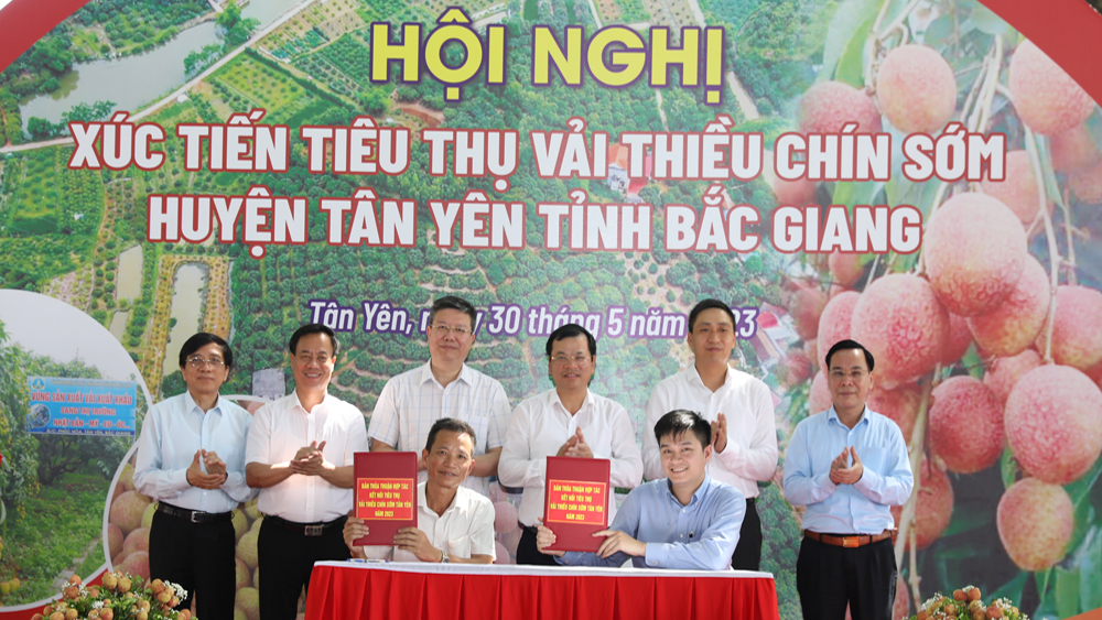 Tân Yên (Bắc Giang): Xuất hành tiêu thụ vải thiều chín sớm