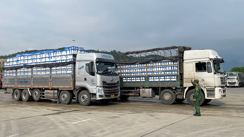 Sôi động xuất khẩu vải thiều qua Cửa khẩu Kim Thành - Lào Cai