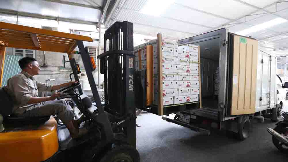 Bắc Giang: Xuất khẩu gần 100 tấn vải u hồng sang Nhật Bản, EU và Hoa Kỳ