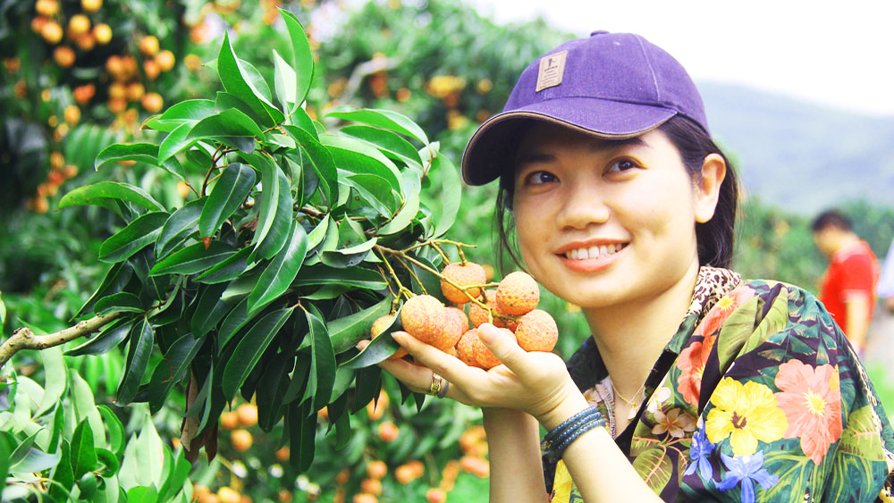Visiting picturesque lychee garden in Bac Giang