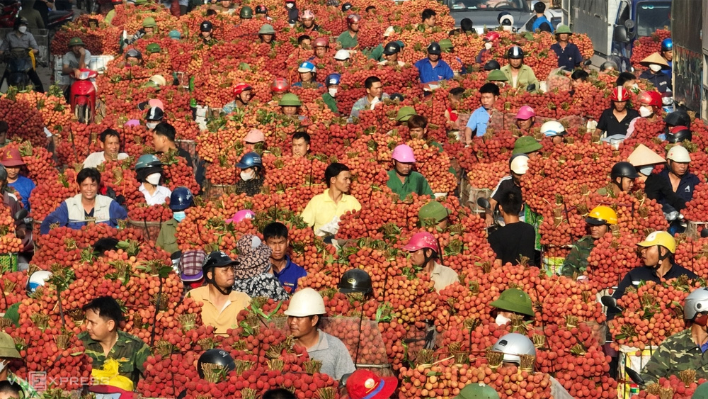 Highway brighten up with red lychees in Bac Giang
