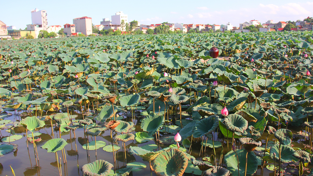 Sen tàn nhanh, giá xuống thấp, người trồng kém vui