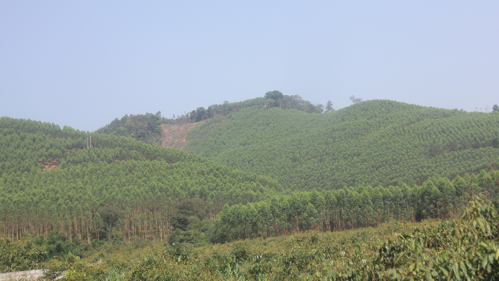 Bắc Giang: Chuyển hơn 600 ha rừng sản xuất sang rừng đặc dụng