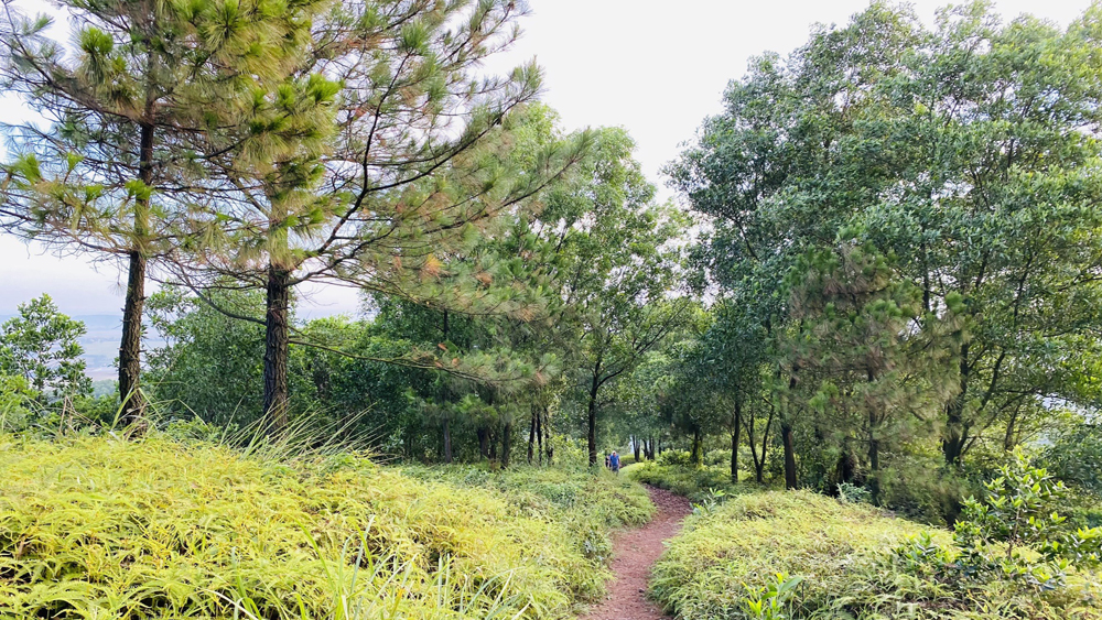 Bắc Giang: Chuyển gần 800 ha rừng phòng hộ sang rừng sản xuất