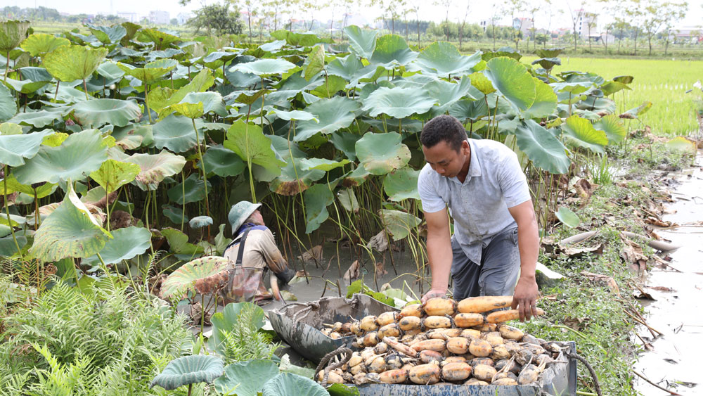 Nông dân Yên Dũng được mùa sen củ, thu lãi cao