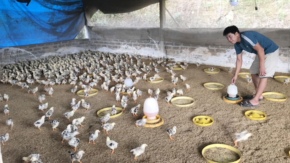 Bắc Giang: Nhiều hộ dân tái đàn, giá gà giống tăng mạnh