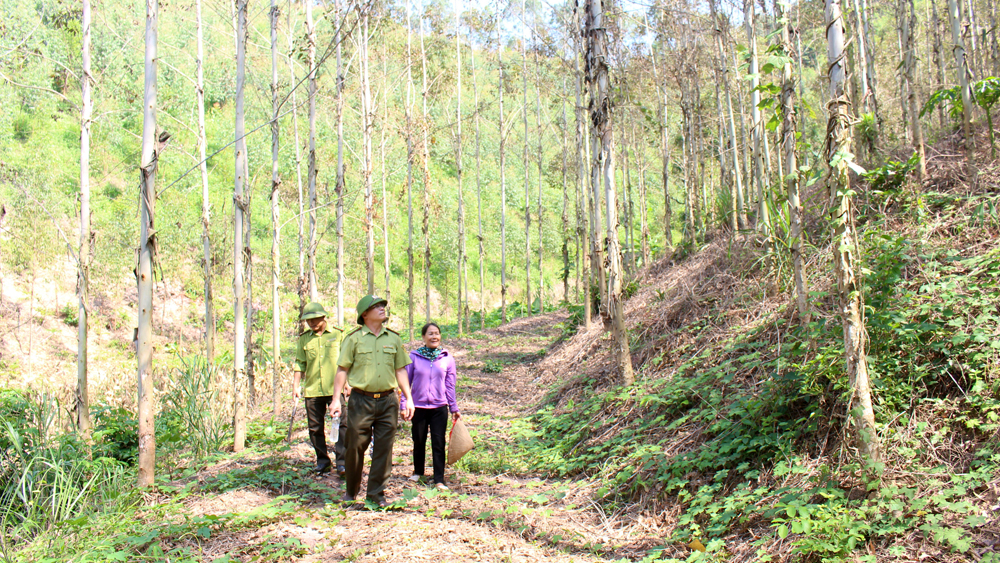 Thực hiện Nghị quyết 249 của Ban Thường vụ Tỉnh ủy: Tăng giá trị rừng kinh tế