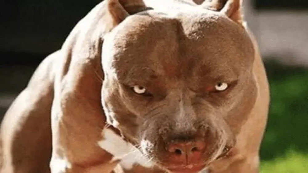 Chó pitbull cắn gãy chân chủ nuôi ở Bắc Giang