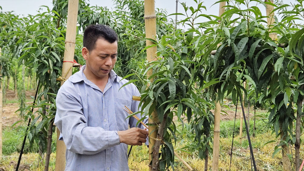 Xã Bảo Sơn: Mở rộng vùng sản xuất nông sản hàng hóa để giảm nghèo