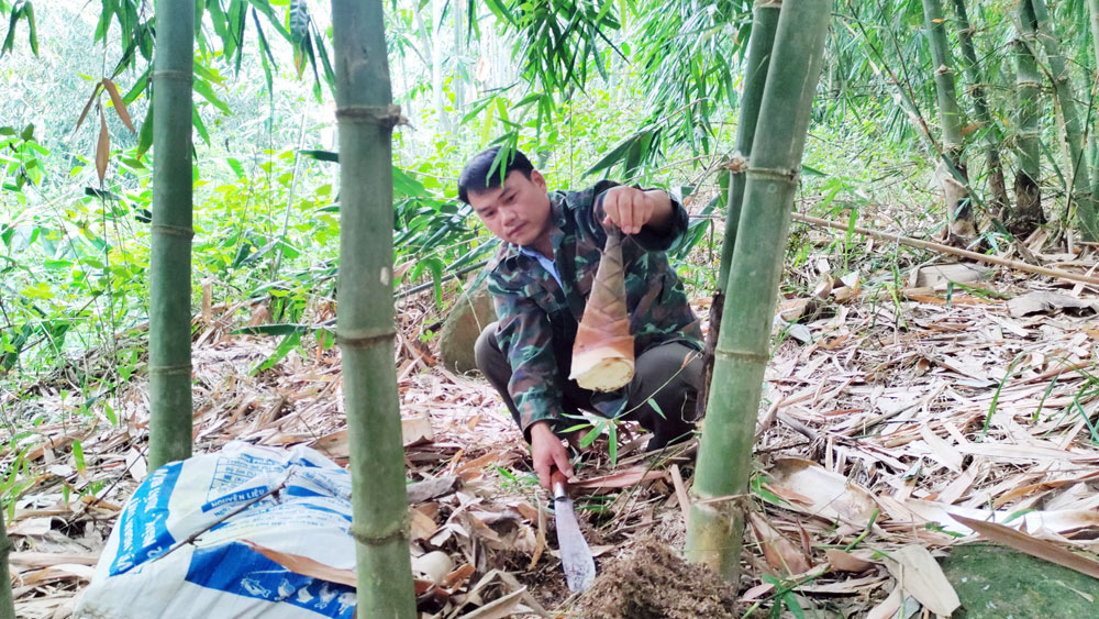 Thu lợi nhuận cao từ trồng tre lấy măng