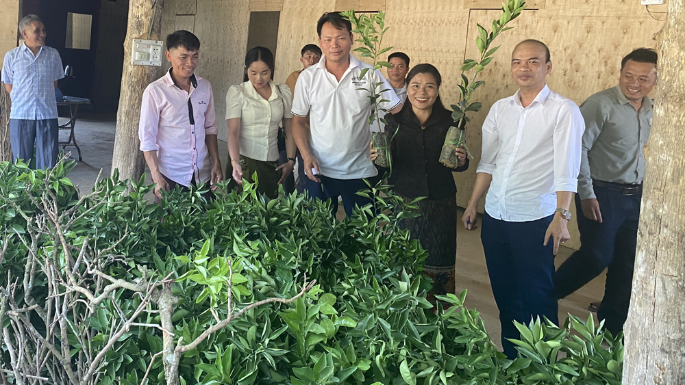 Bắc Giang: Hỗ trợ tỉnh Xay Sổm Bun (Lào) trồng vải thiều, cam và lúa
