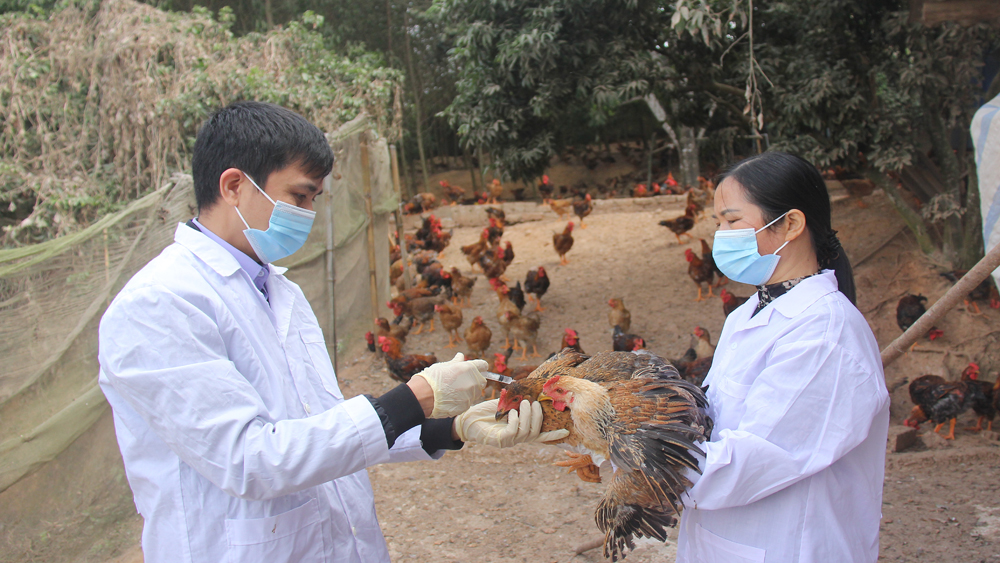 Yên Thế: Đủ điều kiện duy trì vùng an toàn dịch bệnh đối với bệnh cúm gia cầm và Niu-cát-xơn trên đàn gà