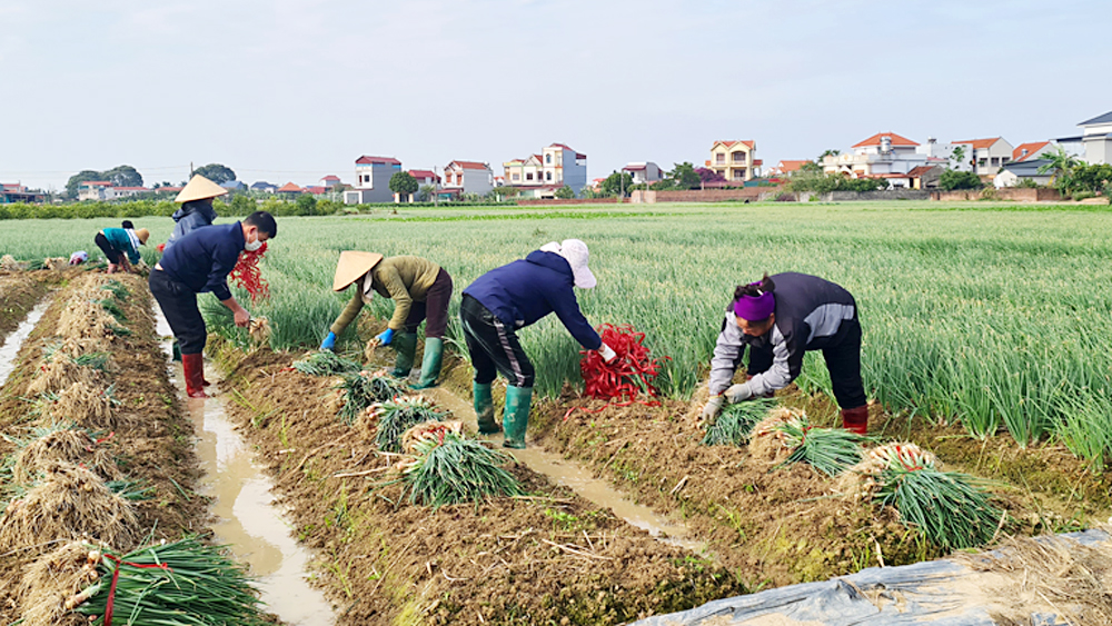 Lục Nam: Sản xuất nông nghiệp tập trung, tăng hiệu quả kinh tế
