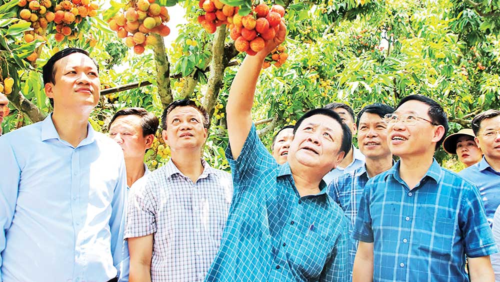 Bac Giang promotes multi-value agricultural economy