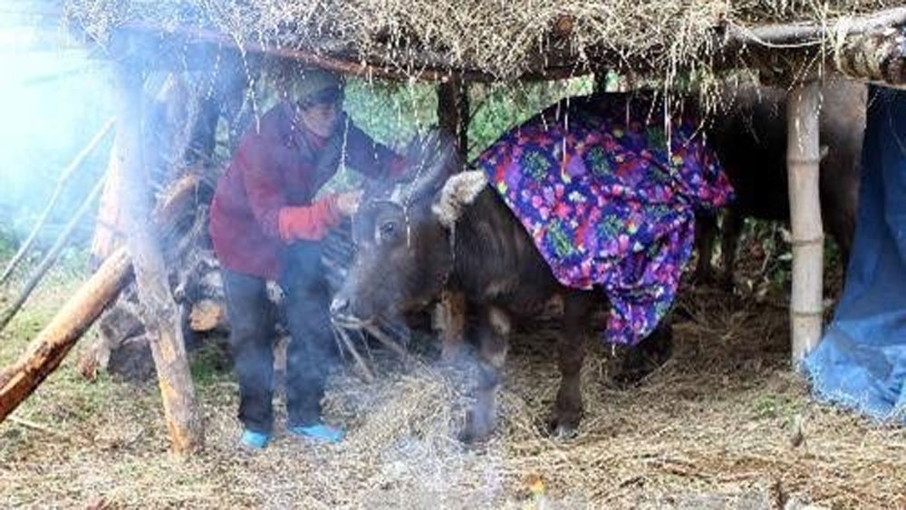 Lạng Sơn: 123 con gia súc bị chết do rét