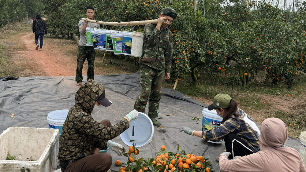 Luc Ngan farmers sell most of citrus fruits with good price