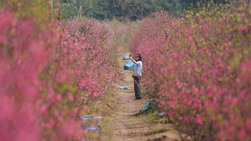 Hanoi peach blossoms flourish as Tet approaches
