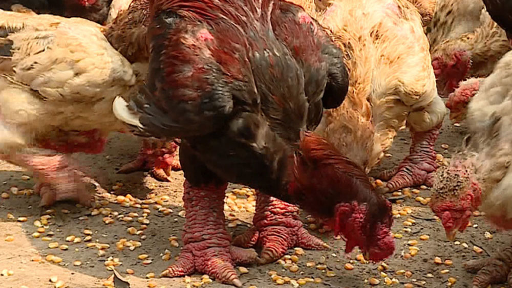 Vietnam's rare 'dragon chickens' all the rage for Lunar New Year