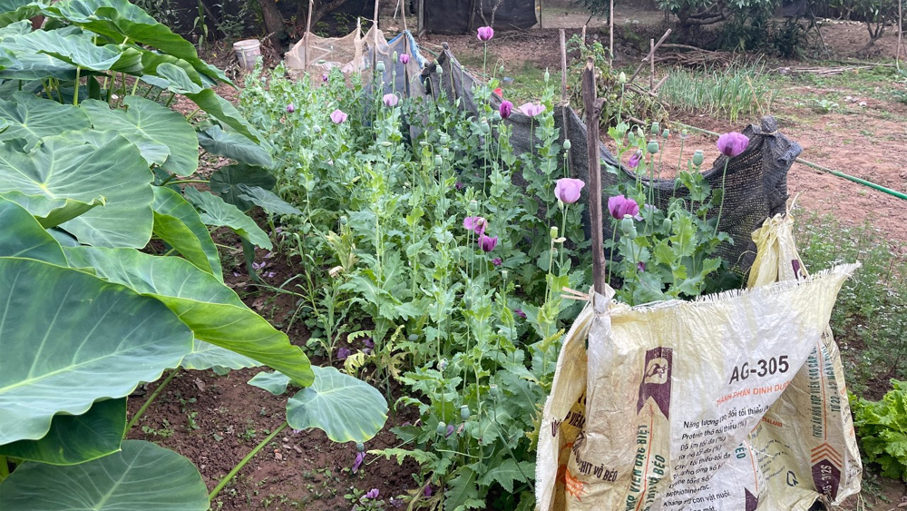 Lục Ngạn: Khởi tố vụ án trồng cây thuốc phiện trong vườn rau