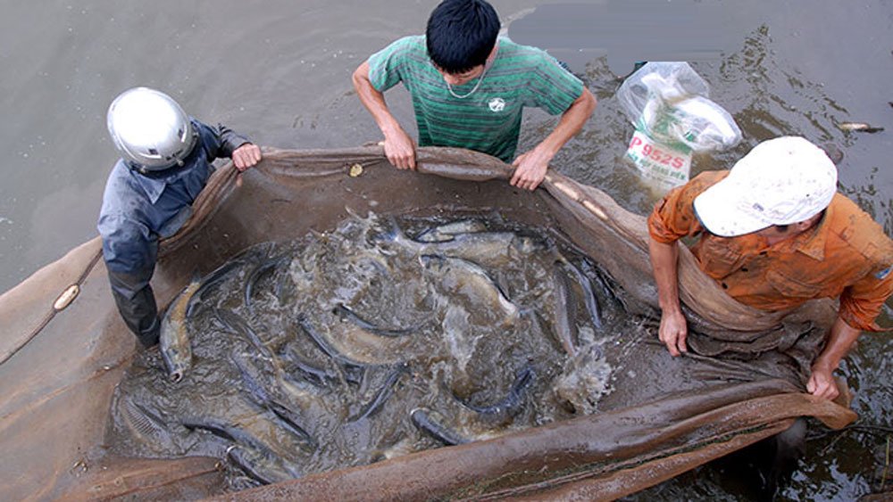 Bac Giang earns nearly 12.8 million USD from fisheries