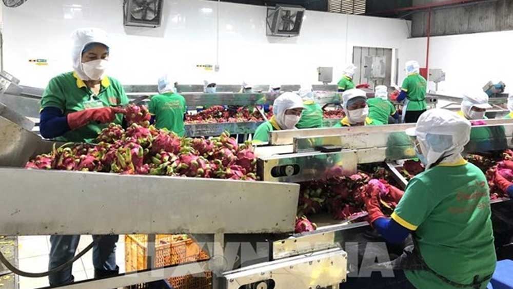 Deep processing increases agricultural product export value: experts