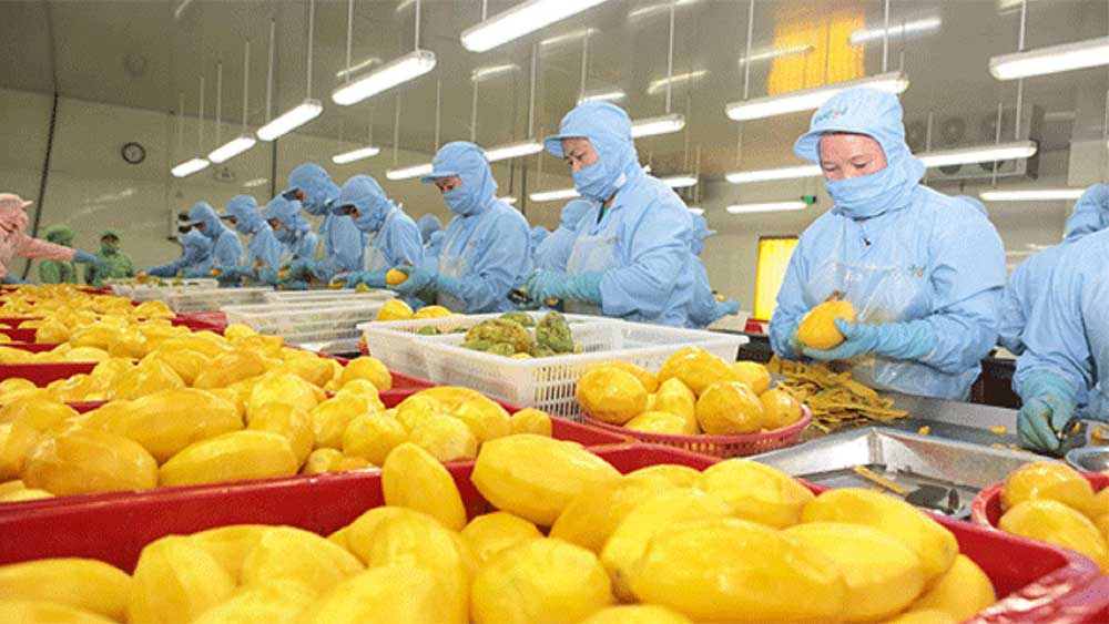Processed vegetable, fruit exports boom as China, South Korea, US step up imports