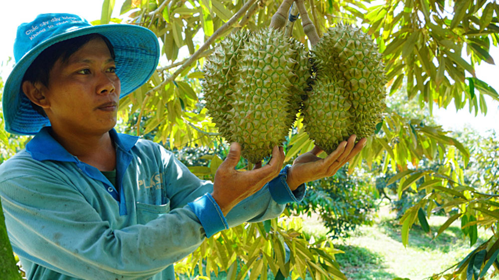 Vietnam goes past Chile to become second biggest fruit, vegetable exporter to China