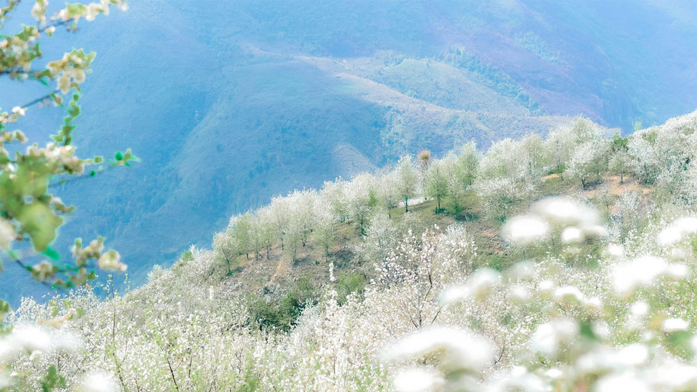 White blossoms blanket northern mountainous villages