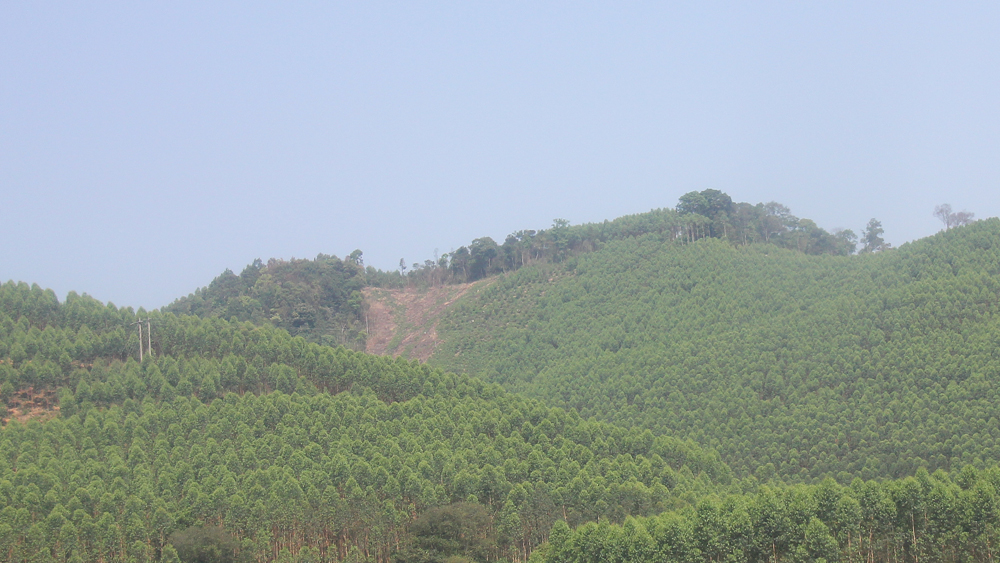 Phát hiện vụ phá rừng tự nhiên tại xã Vô Tranh (Lục Nam)