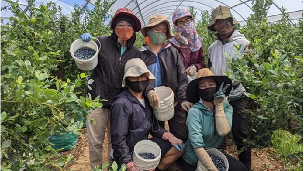Australia opens door to Vietnamese agricultural workers