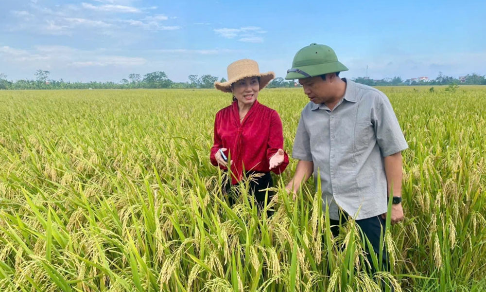  Làm giàu từ cánh đồng mẫu lớn