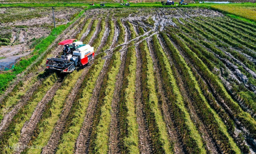 Đề xuất dùng ngân sách hỗ trợ giữ đất trồng lúa