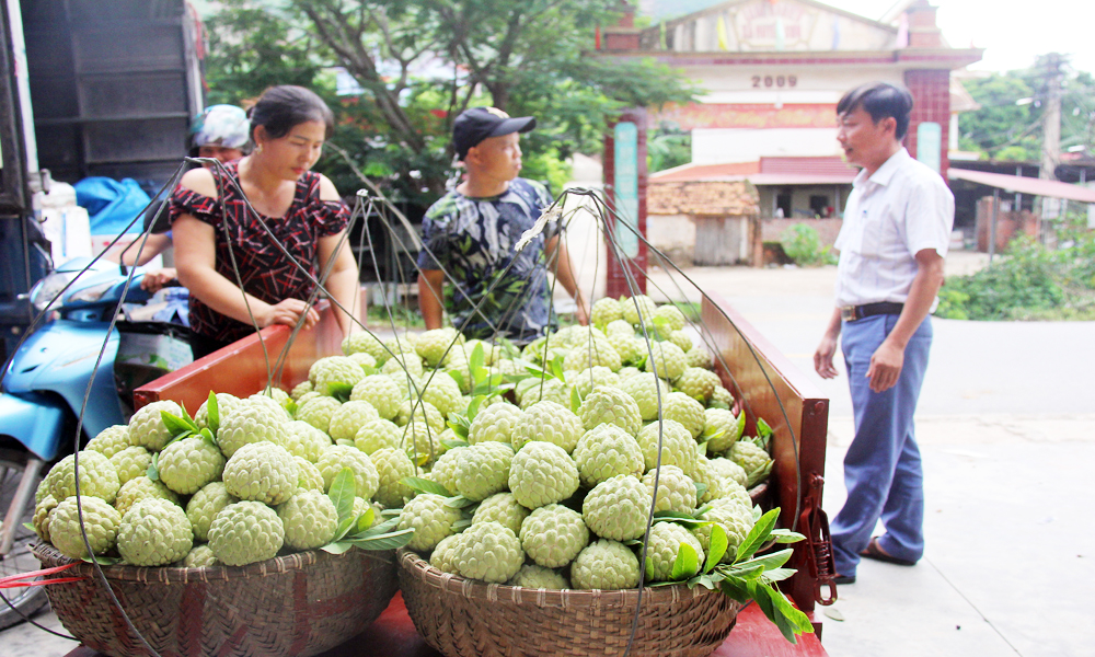 Sản lượng na tăng, tiêu thụ thuận lợi 