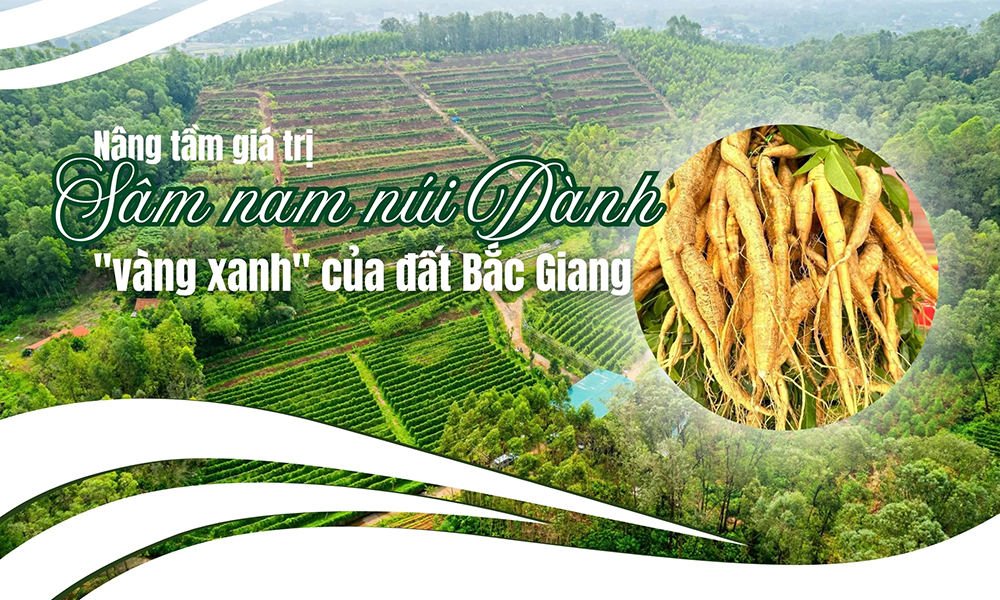  Nâng tầm giá trị sâm nam núi Dành - "vàng xanh" của đất Bắc Giang