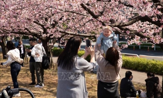 Thủ đô Tokyo (Nhật Bản) vào mùa hoa anh đào rực rỡ