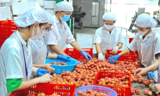 Chế biến vải thiều xuất khẩu
