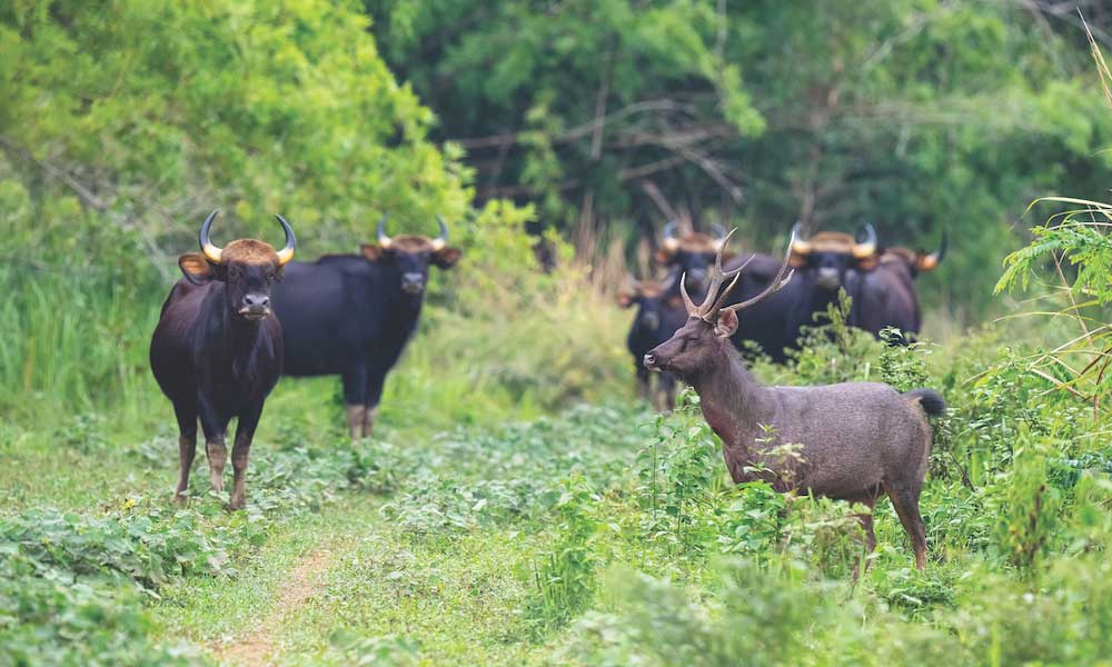 Cat Tien becomes Vietnam's first national park on IUCN green list