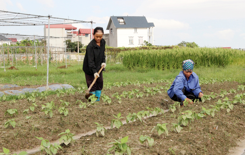 Bac Giang promotes vegetable production