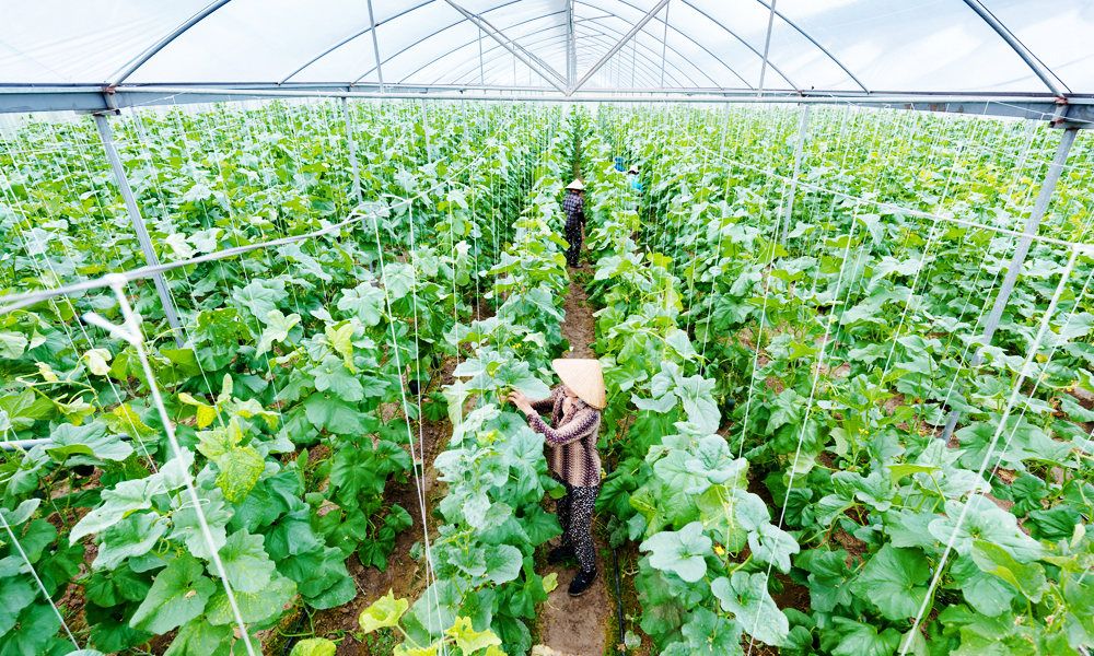 High-tech agriculture focuses on large specialized cultivation areas