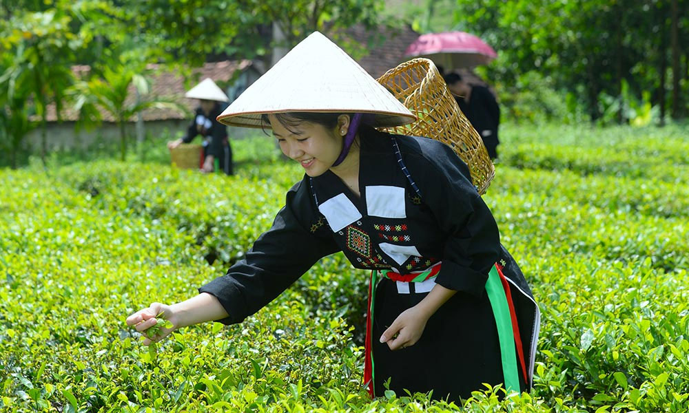  Đánh thức tiềm năng du lịch ở vùng chè Đông Bắc