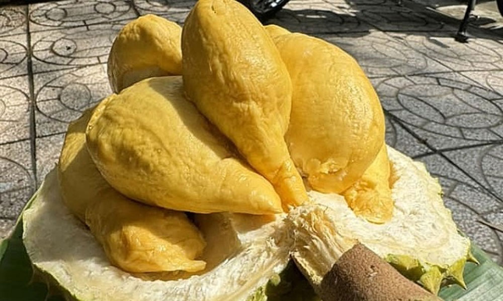 Cai Mon durian among Vietnam's top-rated fruits: TasteAtlas