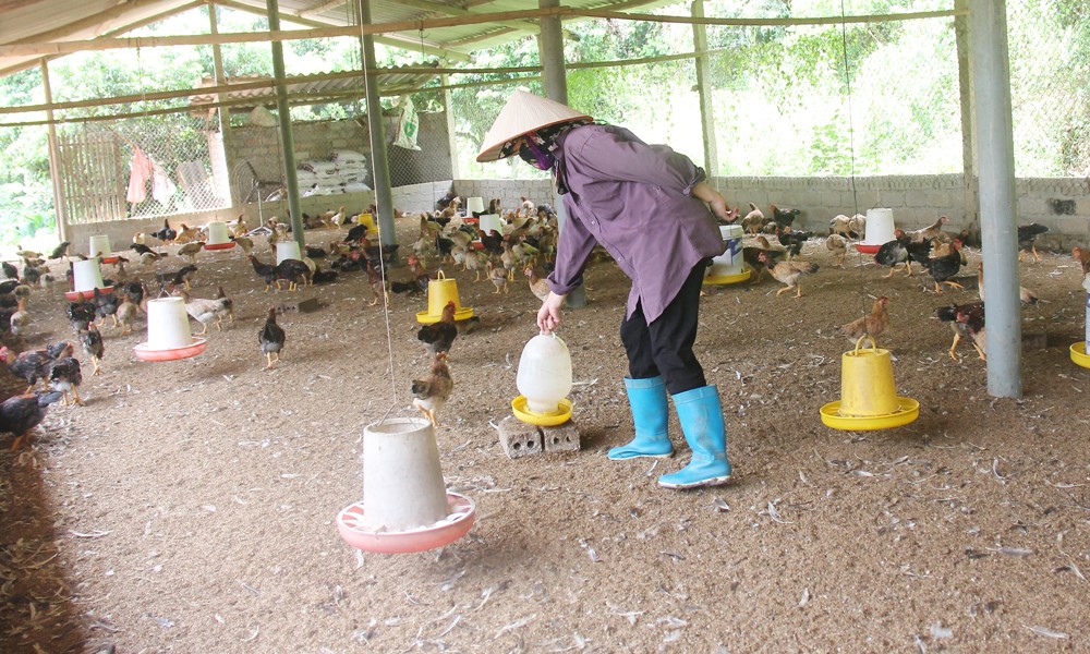 Prices of poultry products increase, good opportunity for restocking 