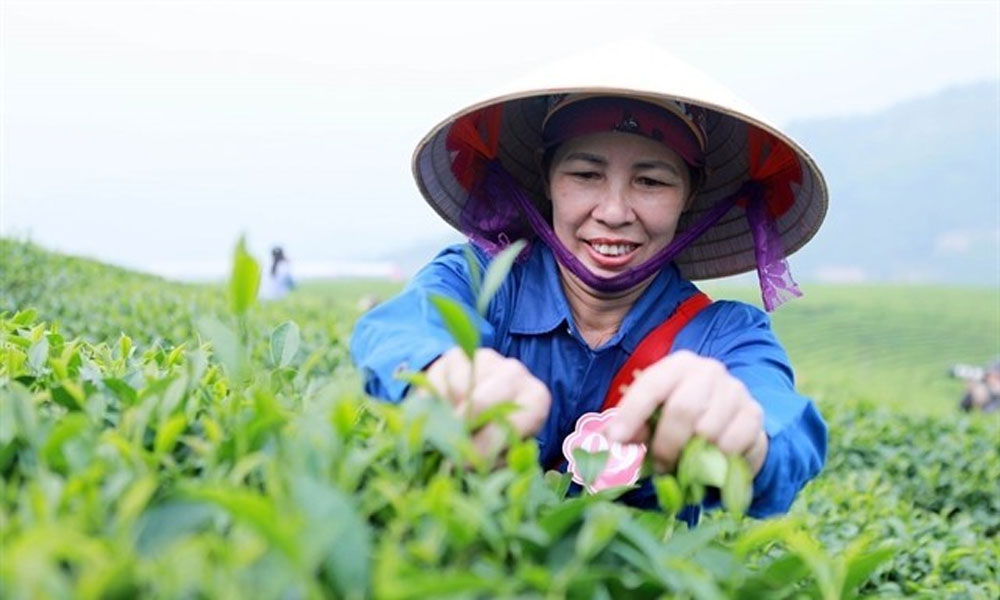 Vietnam ranks fifth in the world in tea exports