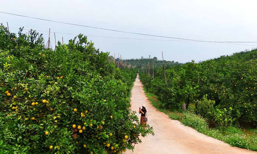 Fruitful orange and pomelo gardens in Luc Ngan
