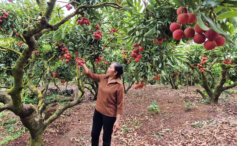 Modern farming practices boost off-season crops, exceptional yields