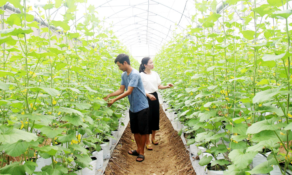 Bac Giang promotes chain linkage in agricultural production