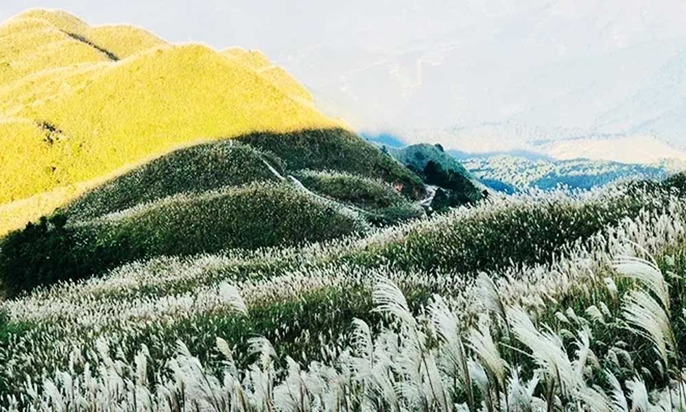 The season of white reed grass in Binh Lieu District