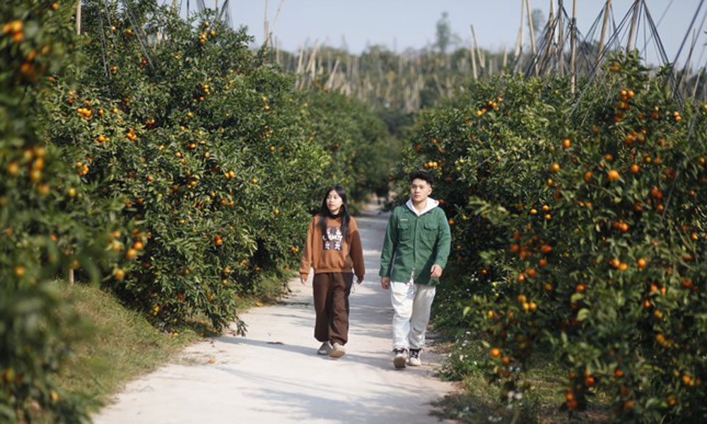 Golden orange garden laden with fruit in Bac Giang