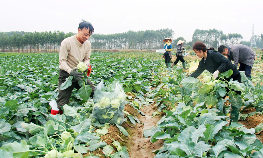 Bac Giang farmers enjoy bumper winter crops and ease consumption