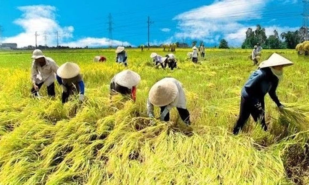 Agriculture sector overcomes difficulties to fulfil set targets